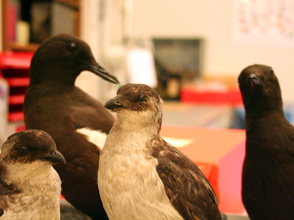 Four bird specimens of the many thousands in the museum’s collection